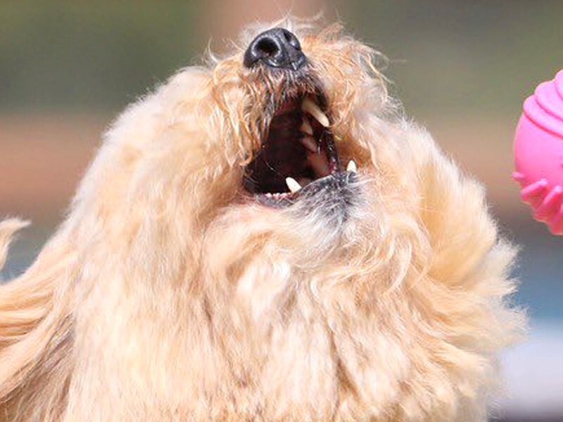 ヘレンド【大人の動物園】ボールで遊ぶ犬 ボール遊びする犬をプロに撮影してもらった結果→全然キャッチ