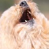 ボール遊びする犬をプロに撮影してもらった結果→全然キャッチできずに…もはや取れないでほしい『愛おしすぎる光景』に17万いいね集まる
