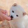 放置すべきではない犬の『問題行動』3つ　危険なトラブルに発展する可能性から改善策まで