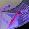 春限定？海の宝石・ホタルイカの魅力を味わい尽くす！　＜ほたるいかミュージアム＞に行ってみた【富山県滑川市】
