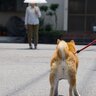 散歩中に犬が他人を気にしてしまう4つの理由　気にする原因から起こり得るトラブルまで