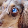 犬の横顔を撮影してみた結果…想像を超える『美しすぎる姿』に2万いいね集まる「青空みたい、神々しい」「術式展開しそう」驚きと絶賛の声