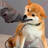 ブラッシングが大嫌いだった犬→プロのトレーニングで激変する光景が46万再生の反響「すごすぎる」「もはやマジック」感動と称賛の声