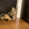 パパが帰ってこないことに『気付いた猫』の行動…健気に待つ姿が可愛すぎると28万2000再生「パパ泣いちゃう」「部屋の前で…」