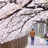 多摩稲城特別号　桜・梨の花まつり