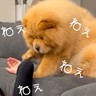 お父さんがゴロゴロしていたら、犬が…思った以上にあざとい『構ってアピール』が22万再生「ぬいぐるみ過ぎる」「中に人間入ってる？」と悶絶