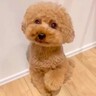 料理中、なぜかガタガタと震え始めた犬…想定外すぎる『まさかの原因』が22万再生「繊細すぎるｗ」「可愛い…守ってあげたい」と悶絶の声