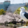 台東区｜ウミネコ被害の対策は今から始めよう！4～8月の繁殖期はお気をつけください