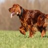 『美しい容姿を持っている犬種』4選