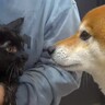 子猫が『初めてのシャワー』に挑戦→心配した犬が…感動的すぎる『まさかの対応』が4万再生「家族愛にウルッときた」「よく頑張った」と絶賛