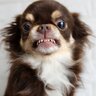 犬の『フードアグレッシブ』とは？ご飯を食べる時に起こる原因や対処法について解説