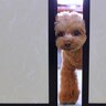 愛犬が喜ぶ『楽しい遊び方』3選　注意点や秘訣、楽しんでもらうために意識すべき事