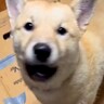 犬がゴミ箱にイタズラをしたので、叱った結果…想像を超えるほど『言い訳しまくる光景』が72万再生「文句タラタラで草」「翻訳したいｗ」と爆笑