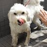 犬が「やりすぎなお世話」と感じている飼い主の行動8つ　かえって愛犬に悪影響を与える可能性も…