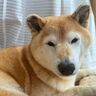 わんこにも懐かしの味がある？柴犬マロたん思い出の味を噛み締め中