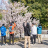 ３月２２日、「よりみち公園」の春めき（足柄桜）がほぼ満開になってます！多くの観光客も楽しむ【京都府宇治市／２０２４春】