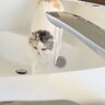 極寒の日に初めて『つらら』を見た猫→興味津々で近づいたけど…予想外の暖かい結末に「ホッコリした！」「私にも掛けてほしいなあ」の声