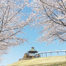 3月下旬～4月上旬に群馬県千代田町の「第一三共なかさと公園」に広がる桜は、夜間は幻想的に照らされる