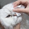 愛猫の『涙やけ』はなぜ起きる？原因やなりやすい猫、お手入れ方法を解説