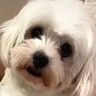 『人間が怖くて心を閉ざした犬』を保護→賢明にお世話をした結果…表情が全く違う『現在の姿』に「別犬かと思った」「笑顔泣ける」と感動の声