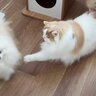 犬が『ふだんは温厚な猫』を遊びに誘った結果…意外すぎる『まさかの反撃』が8万6000再生「ぶちギレモン」「びっくりしてショボン」の声も