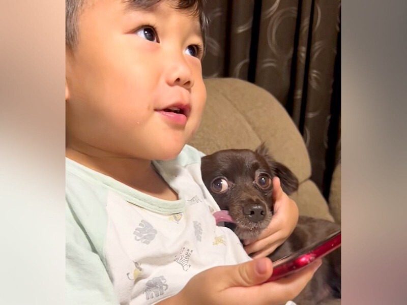 男のように考えレディのようにふるまい犬のごとく働け★デレク・A・ニュートン　絶版 ねだんのつかない子犬・きららのいのち - 株式会社岩崎書店 この