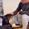 『男性』や『人の手』に恐怖を感じて咬んでしまう大型犬→壊れた心を再生するために…『現在の姿』に涙「表情が安心してる」と4万再生の反響