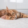猫が床に『落ちている』姿を堪能できる4つのシーン　夏の暑い時期だけじゃない！