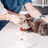あなたの猫の『血液型』は？調べる方法や知っておくと役立つシーンなど、基礎知識3選