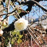 蕾開き、春ふわり　片瀬・常立寺で「梅まつり」
