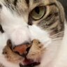 お母さんが『おはよう』と猫に挨拶をした、次の瞬間…驚くべき『会話の様子』が247万表示「何回聞いても完全に言ってる」「声渋くて可愛い」