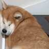 ムギュッ！狭い場所でハマるのが大好きなわんこ