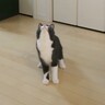 子猫と『猫じゃらし』で遊んだ結果…大はしゃぎで『ハイジャンプ』する姿が凄すぎると5万1000再生「想像以上ｗ」「メダル狙えるｗ」