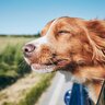 犬の『性格』は途中で変わるの？愛犬の性格に悪影響を与える５つのNG行為とは