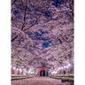 「日本の美×日本の美」で究極幻想フォトジェニック　桜のトンネル＆絨毯が導く鳥居が超圧巻