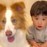 ２歳の男の子と犬が『おもちゃ探しゲーム』をしたら→ずっと見ていたい『自由すぎる光景』が13万再生「ないねぇにニヤけた」「赤ちゃん語最高」