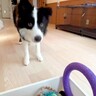 世界一賢い犬種が『ボール遊び』をした結果…想像以上だった『ルールに従う行動』が77万再生「さすがボーダーコリー」「教育に愛を感じる」