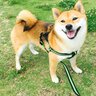 犬が楽しいと感じる『４つの散歩方法』愛犬を喜ばせるために押さえておきたいポイントまで