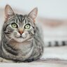 猫の命を脅かす『がん』…発症につながる危険な6つの原因と予防法