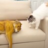 部屋に『ガチすぎるライオンの置物』を設置したら、猫が…まさかの『ツーショット』が6.2万再生「強いｗ」「大胆に攻めるな〜ｗ」爆笑の声