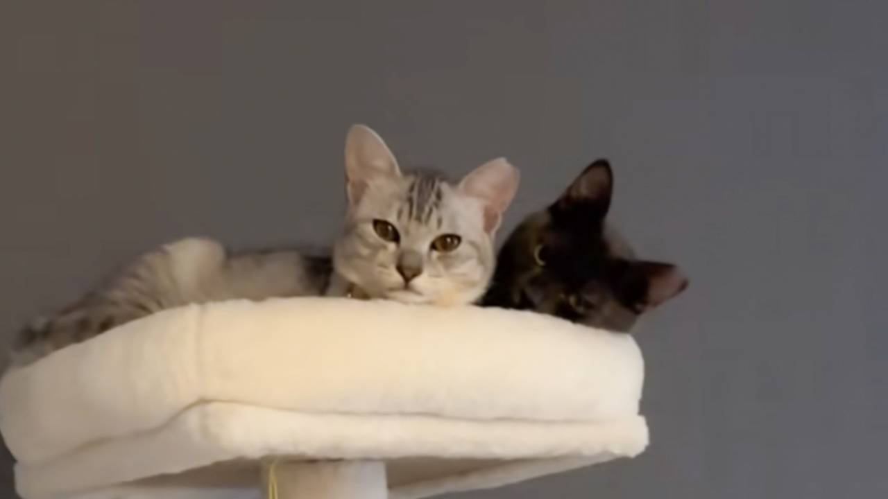 忘れ物をした飼い主が秒で帰ってきた結果 - YouTube