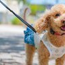 犬との『夏散歩に欠かせない』準備3つ　注意すべきポイントや愛犬を守るために不可欠な知識とは