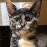 保護猫の『生後3ヶ月頃の姿』ともうすぐ5歳になる『現在の姿』を比較したら…劇的なビフォーアフターが130万表示「たくましく育って泣」