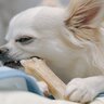 犬用『歯磨きガム』の正しい与え方とは　選び方のコツや注意すべきポイントをご紹介