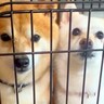 2匹の犬が『ケージから出して』の催促をした結果…男の子と女の子の『性格が違い』が面白すぎると99万再生「黙ってアピールｗ」「人と同じ」