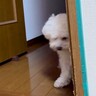 部屋で泣いていたら近くにきた犬→『心配してくれている』と思ったら…想像と違いすぎる『まさかの表情』が75万再生「親父の顔で草」「横目ｗ」