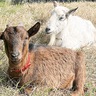 ヤギえんちょうが初出勤　入船公園　３月18日に