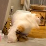 『個性強めな５匹の猫』→日常の笑える場面をまとめてみたら…面白すぎる『名シーンの数々』に「何回も見ちゃう」「爆笑したｗ」と反響