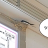 立川駅南口のいつもの場所にツバメが巣づくりしてる