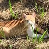 野良猫が家猫になって3年が経過したら…信じられないほど『変化した姿』が129万再生の大反響「整形した？ってくらい」「全然違う」